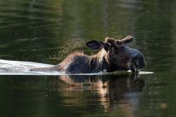 Swimming Moose Photo: Paula Schlax