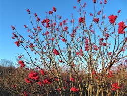 Mountain Ash Berries Photo: Nate Rosebrooks