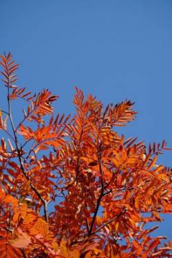 Ash Photo: Grace McCulloch