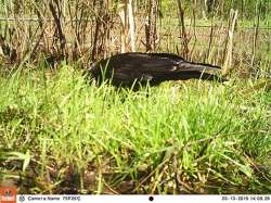 He’s Even Been in the Onion Patch Photo: Northern Woodlands