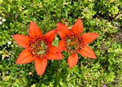 Native wood lilies Photo: Karinne Heise