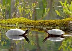 Painted turtles Photo: Ken Hatch