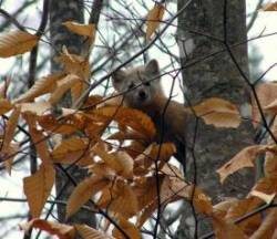 Pine Martin Photo: David Gomeau