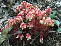 Pinesap Photo: Pam Landry