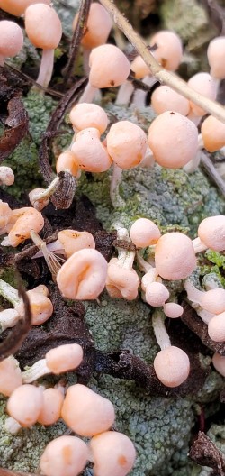 Pink lichen Photo: Susan Lichty