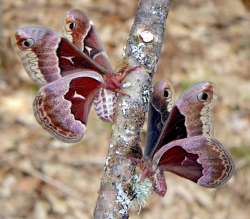 Moth Photo: Frank Kaczmarek