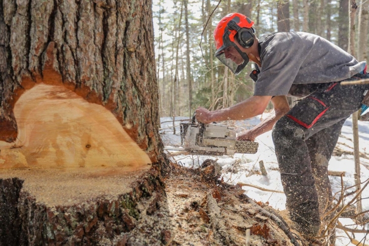 Lessons Gleaned from the Forest