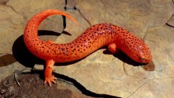 3_red_salamander_clearfield_county_pa.jpg