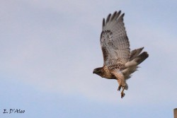 Red tailed hawk Photo: Eric D'Aleo