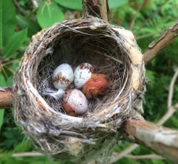 Redstart Nest Photo: Frederick Thurber