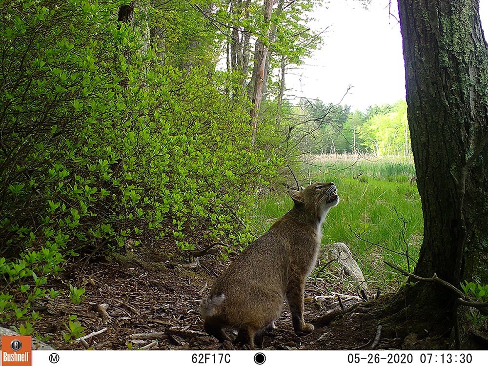 Sally Naser Captures Wildlife on Hidden Cameras