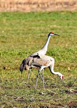 Sandhill cranes Photo: Peter Robert Weis