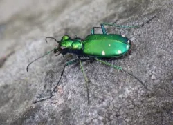 Tiger beetle Photo: Frank Kaczmarek