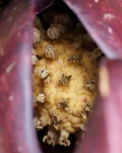 Skunk cabbage Photo: Ross Lanius