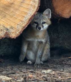 Small fox Photo: Allan Ryd