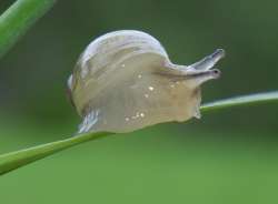 Snail larva Photo: Frank Kaczmarek