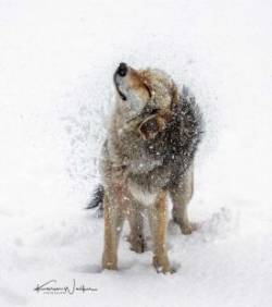 Snow dog Photo: Karen Walker