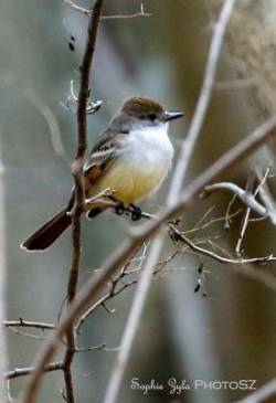 3_sophie_zyla_flycatcher_web.jpg