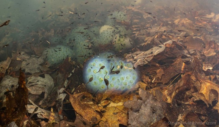 Underwater Photography: Life in Vernal Pools