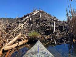 Beaver lodge Photo: Richard Philben