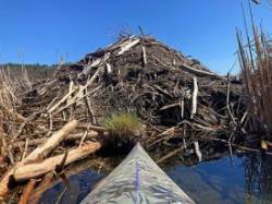 Beaver lodge Photo: Richard Philben