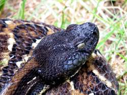 3_timber_rattlesnake.jpg