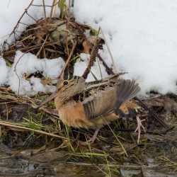 Timberdoodle Photo: AM Dannis