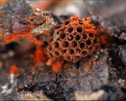 Wasps nest slime Photo: Cheryl Metcalf