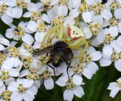 White crab spider Photo: Frank Kaczmarek