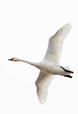 Winter Waterfowl Photo: Tig Tillinghast