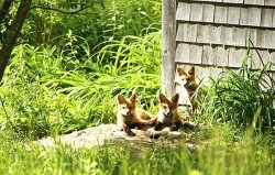 3w_robbins_fox_kits.jpg