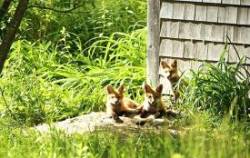 3w_robbins_fox_kits.jpg
