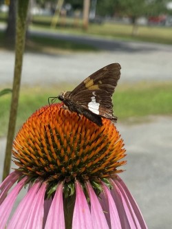Butterfly coneflower Photo: Nancy Farwell