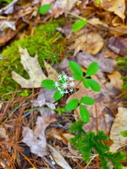 Dwarf ginseng Photo: Stephen Fox