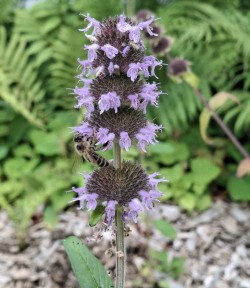 4-july-pollinator-on-bloom.jpg