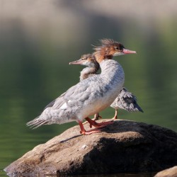 Red breasted merganser Photo: Amy Quist