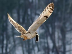 4-schwarz-short-eared-owl.jpg