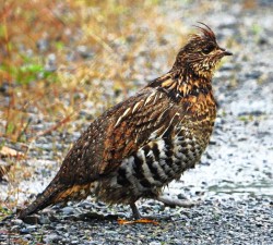 Grouse Photo: Richard Philben