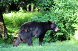 Bear Photo: Tracy Sherbrook