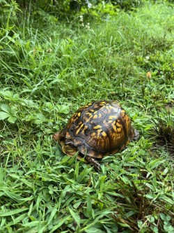 Box turtle Photo: Wayne Stocker