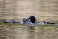 September loons Photo: Karen Suhrhoff