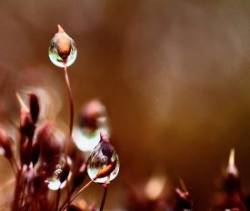 Fire moss Photo: Liz Thompson