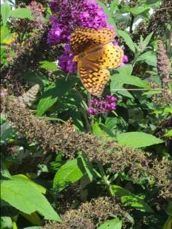 Fritillary Photo: Stephen Fox