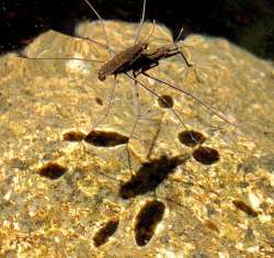 Water striders Photo: Frank Kaczmarek