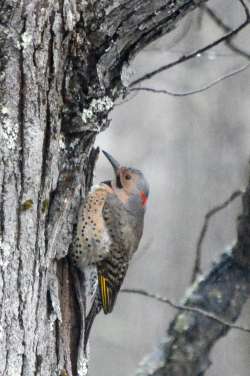 Northern Flicker Photo: Ken Hatch