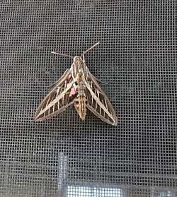 Sphinx moth Photo: Bonnie Honaberger