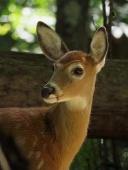 White tail fawn Photo: Charlie Schwarz