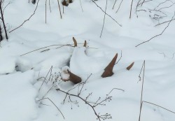 Antler Shed Photo: Paul Blossom