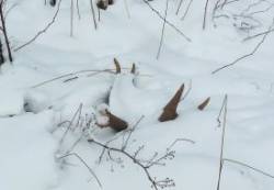 Antler Shed Photo: Paul Blossom