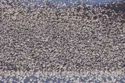 Snow geese Photo: Tom Grett